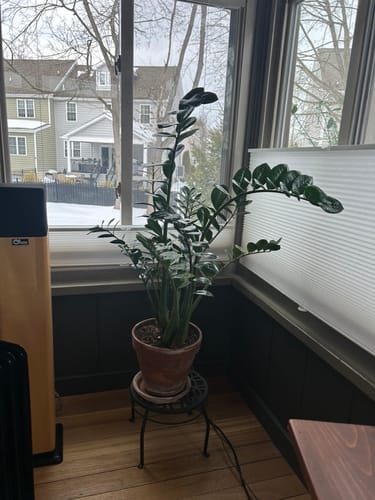 Customer's tall ZZ plant with dark green leaves on a stand, looking healthy after using Plant Food.