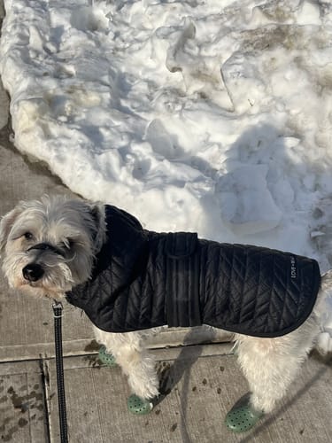 Customer photo review of WagWellies® by wagwear