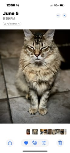 Customer photo review of 5x Blisso Advanced Cat Probiotic (Buy 2 Get 3 Free)