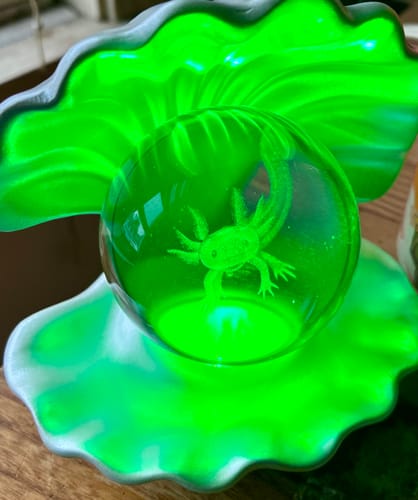 Customer photo review of Axolotl Sea Shell Lamp