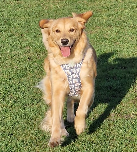 Customer photo review of Shipping Protection