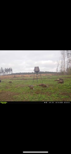 Customer photo review of Whitetail Hill Clover