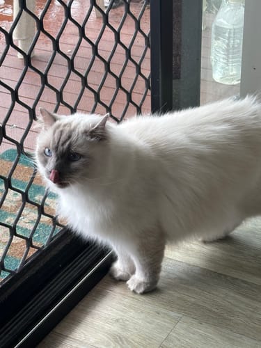 Customer photo review of 1 Month Supply – 1 Cat