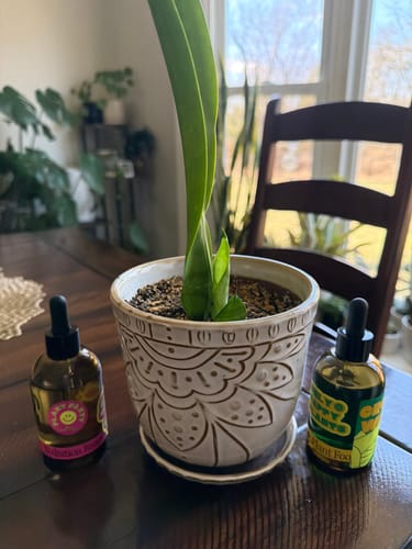 Customer's decorated Plant Food bottles on a wooden table next to a potted plant with new growth.