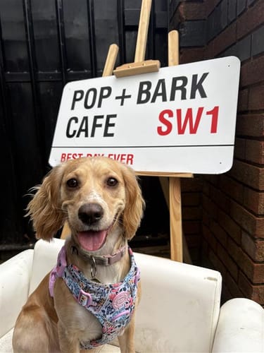 Customer's happy dog wearing the cute Floral Dog Harness while sitting in a white chair.