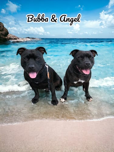 Customer photo review of Iron Paws Daily Human-Grade Superfood For Dogs