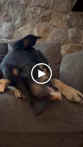 Customer video review of Ostrich Chunky Bones (5" x 2" - 2 Pack): The Long-Lasting, Flavor-Packed Bones for Medium to Large Dogs