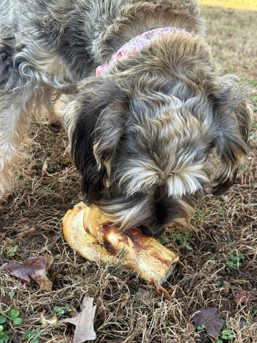 Customer photo review of Ostrich Hip Bone (12" x 5"x 3”): The Durable, Flavor-Packed Chew for Medium & Large Dogs