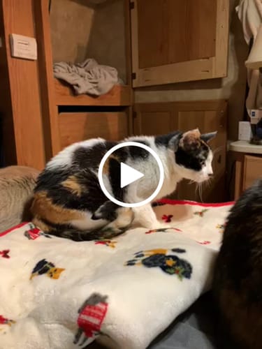 Customer video review of 1x Blisso Advanced Cat Probiotic