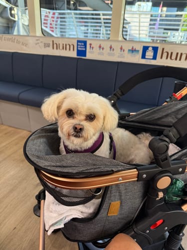 Customer photo review of Pet Stroller with ISO-FIX Car Carrier