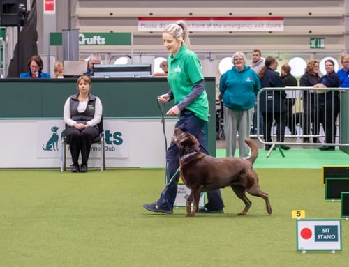 Customer photo review of Disney© 4ft Rope Lead - Jungle Book