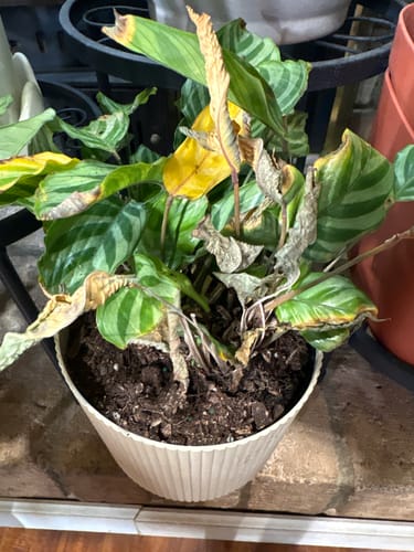 Customer photo review of Calathea Freddie