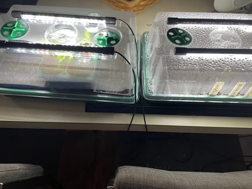Customer photo review of Seed Starter Kit