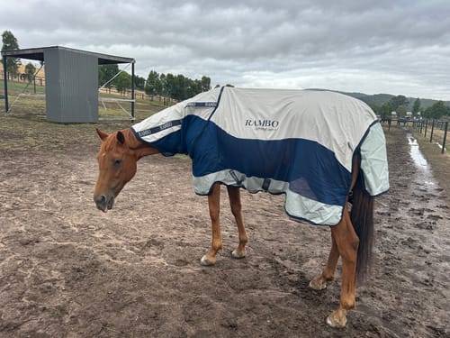 Customer photo review of Rambo Summer Series Turnout 0g