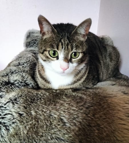 Le chat tigré et blanc du client, Birtanem, qui a apprécié les croquettes au poulet.