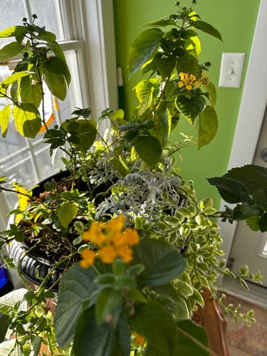 Close-up of a reviewer's healthy green plants with small yellow flowers flourishing thanks to the Plant Food.