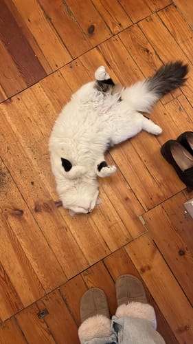 Le chat du client se roulant sur le dos sur un plancher en bois, photo 'avant' les croquettes au poulet.