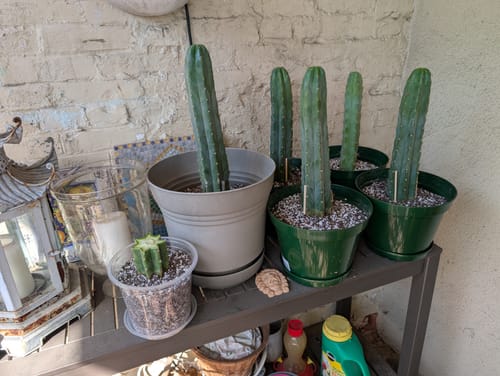 Customer photo review of San Pedro Cactus | Trichocereus (Echinopsis) Pachanoi