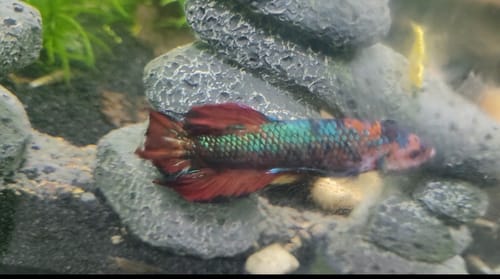 Customer's multicolored King Giant Plakat Betta Fish with red fins resting by grey rocks in an aquarium.
