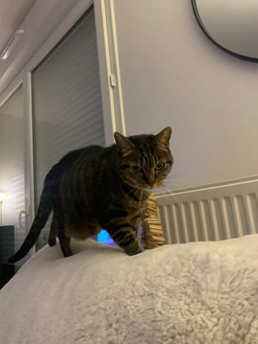 Cliente montrant son joli chat tigré marchant sur une couverture blanche.