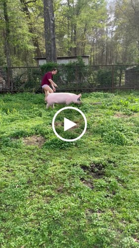Customer video review of OptiWize Collagen +Plus Livestock Joint Supplement