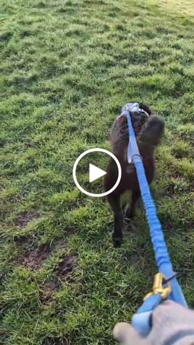 Customer video review of Handsfree Lead - Walkies Ready® Cornflower Blue
