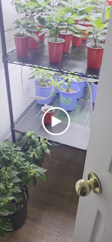 Customer video review of Optimum Supermax B1