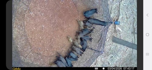 Customer photo review of Pig Brig Trap System