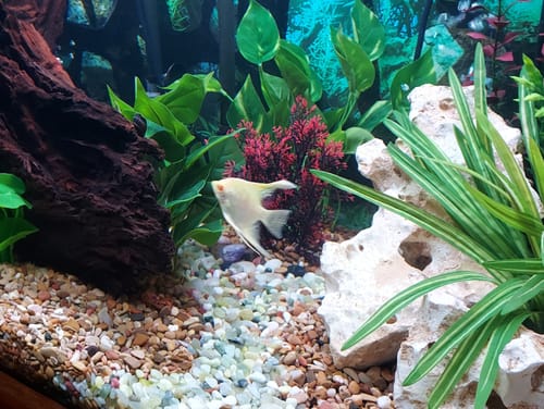Customer's Gold Angelfish swimming in a decorated aquarium with colorful plants and rocks.
