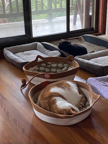 Customer photo review of Instinct Basket | Meet the first research-backed natural territory for indoor cats