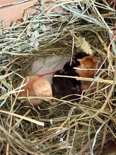 Customer photo review of Bantam French Black Copper Marans (European Imported Bloodline) Chick (Unsexed)