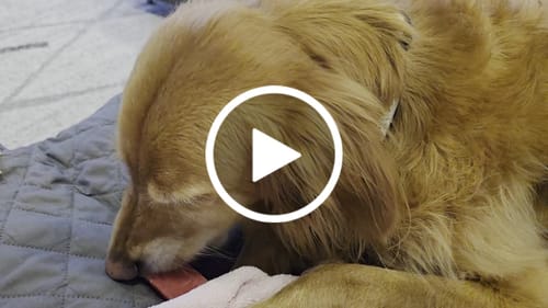 Customer video review of Strawberry Yak Chews