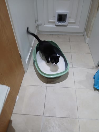 Customer photo review of 1 Month Supply – 1 Cat