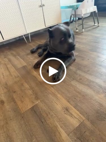 Customer video review of Smoked Beef Marrow Bone