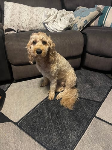 Customer's neatly groomed dog sitting on a rug, showing the results of the GroomMate Pet Grooming Kit.