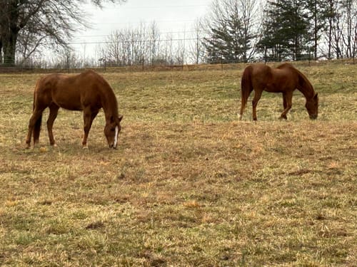 Customer photo review of OptiWize Collagen +Plus Horse Joint Supplement