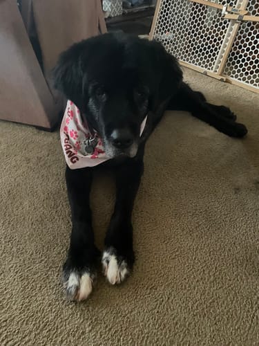 Customer's senior Newfoundland dog with arthritis resting comfortably, as mentioned in their review for KING KALM CBD oil.