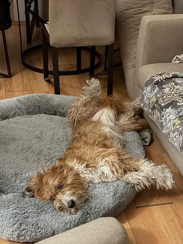 Reseñador muestra a su perro marrón y blanco acostado boca arriba en la Cama Antiestrés gris.