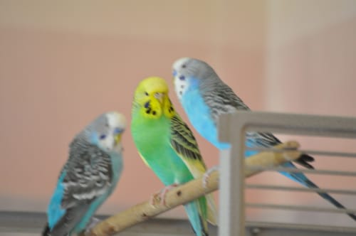 Customer photo review of Welli Mix Herz Vital