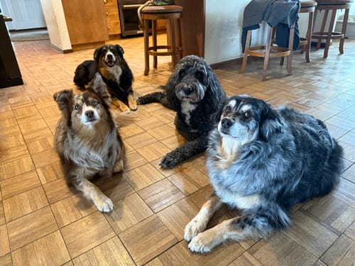 Customer photo review of 1-TDC ORAL HEALTH + MOBILITY SUPPORT FOR DOGS & CATS 2 Bottles (240 soft gels)