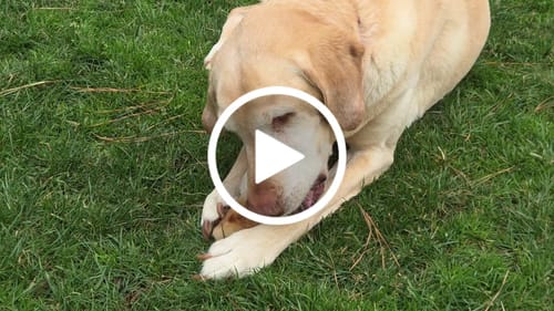 Customer video review of Smoked Beef Marrow Bone