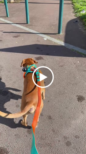 Customer video review of Anti Pull Hurricane Harness Lighter | With Handle - Turquoise X Orange