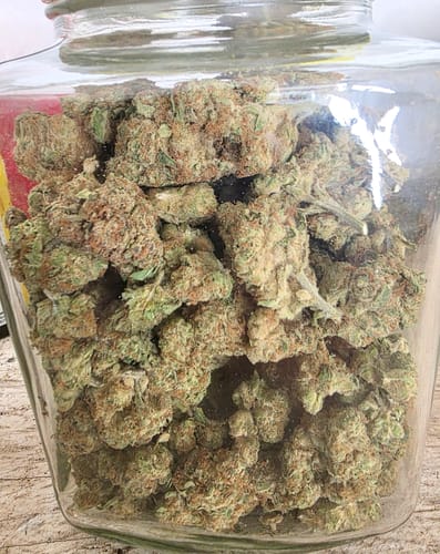 Customer photo review of Blueberry Muffins - Bulk - Indica