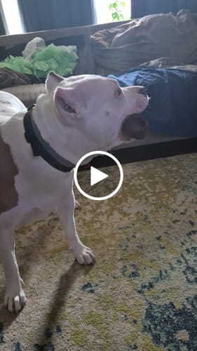 Customer video review of Smoked Beef Marrow Bone