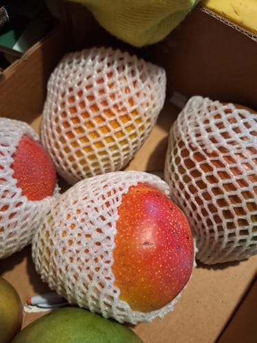 Kundenfoto von mehreren Kent-Mangos, die zum Schutz in weißen Netzen in einem Karton liegen.