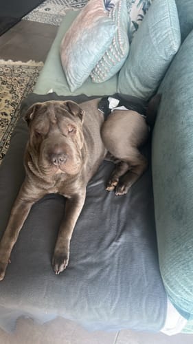 Customer photo review of Shampoing Sans Rinçage - Apaisant pour chien 🏔️