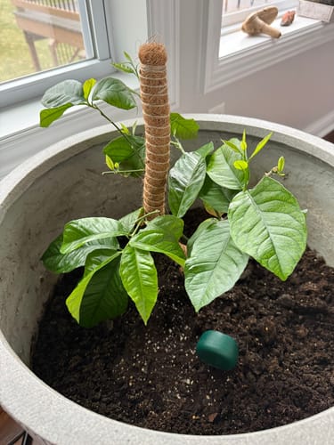 Customer's healthy potted plant with vibrant green leaves and new growth, thriving in a large pot by a window.
