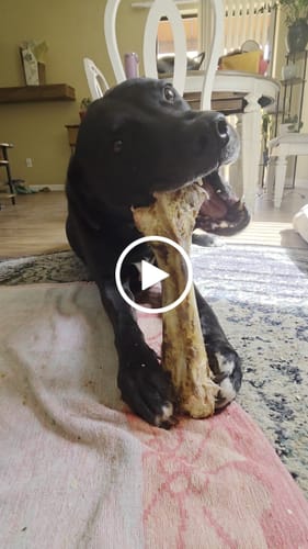 Customer video review of Ostrich Hip Bone (12" x 5"x 3”): The Durable, Flavor-Packed Chew for Medium & Large Dogs