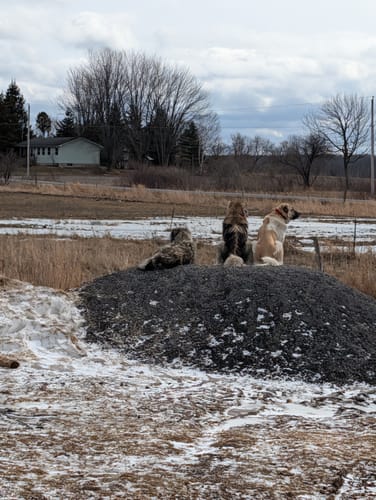 Customer photo review of WellyTails Hypo-Allergenic Dog 7 Way Hip & Joint MAXIMUM