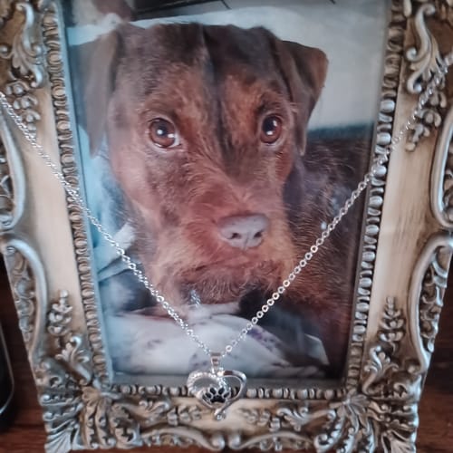 Customer photo review of Personalized Engraved Heart Bracelet I'm Always With You - Memorial Gift For Dog/Pet Lovers
